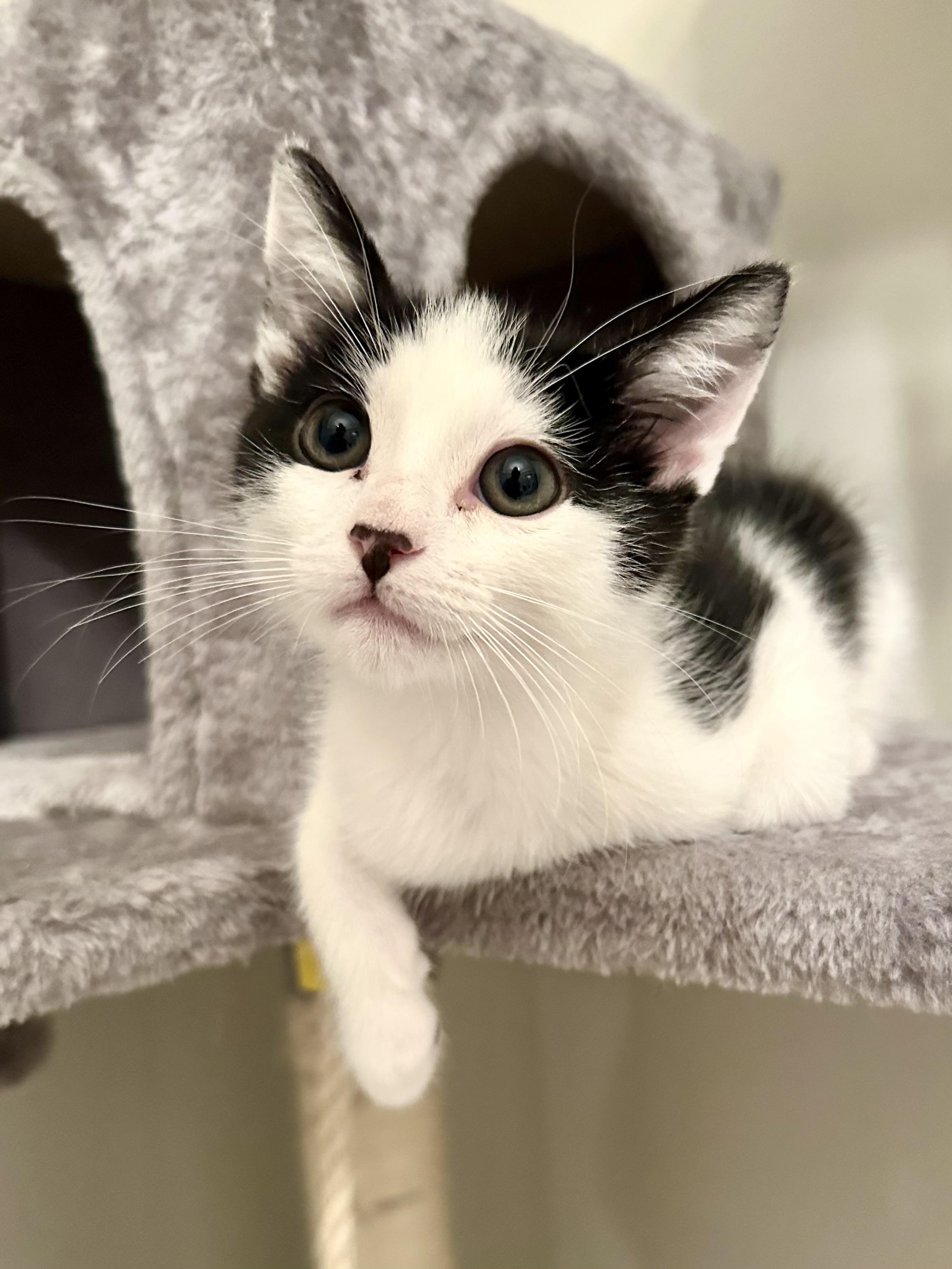 Franklin, Adopted, Kitten Male Tuxedo.