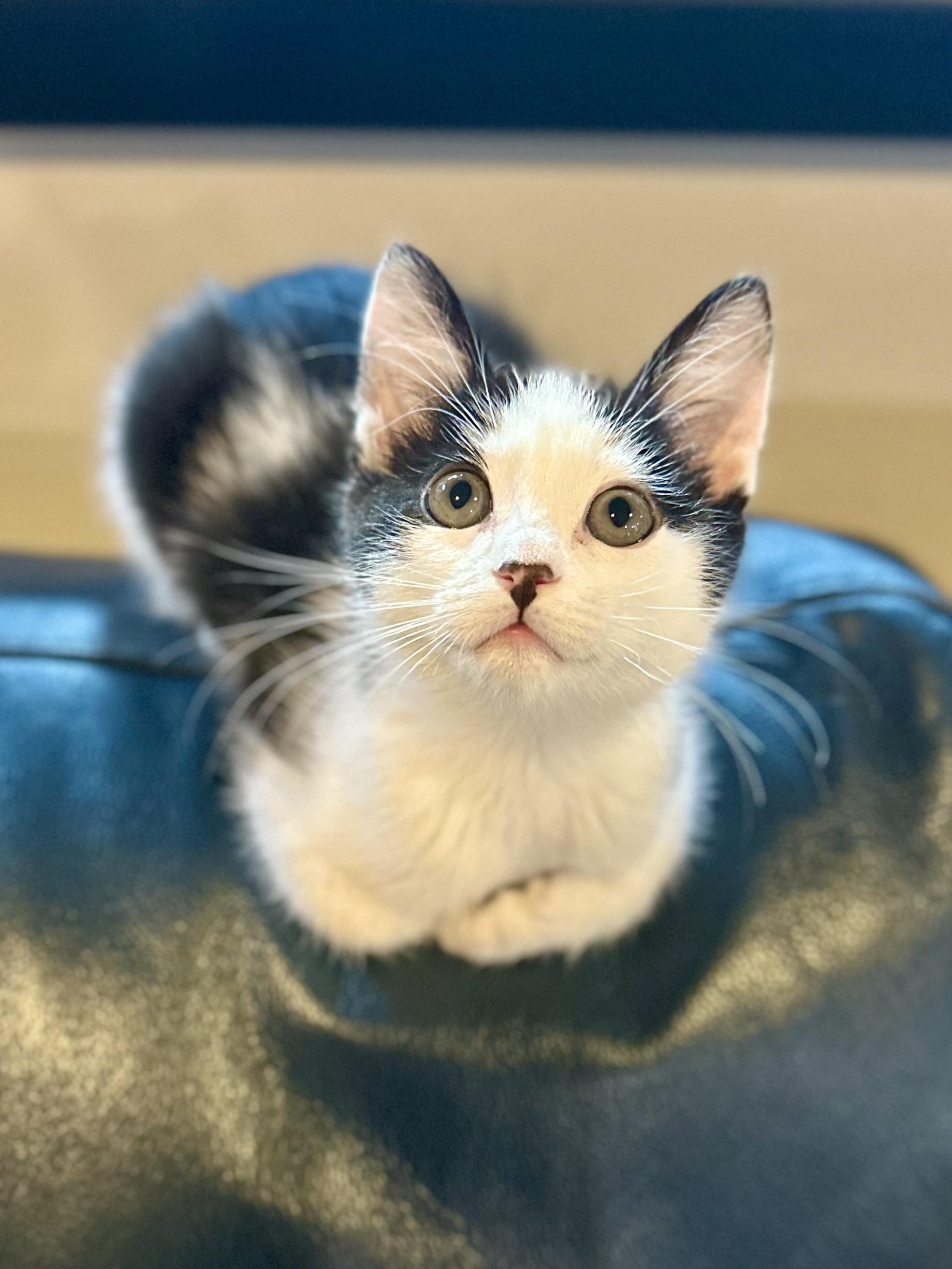 Enlarge Franklin, a Adopted Tuxedo in Woodinville, WA image 2/6