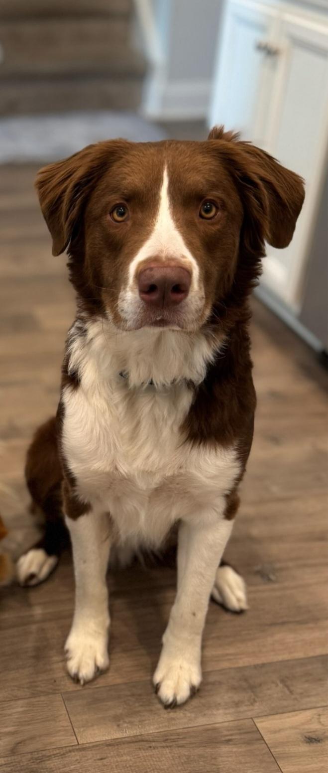 Enlarge Jasper, an adopted Australian Shepherd in Conway, SC image 1/4