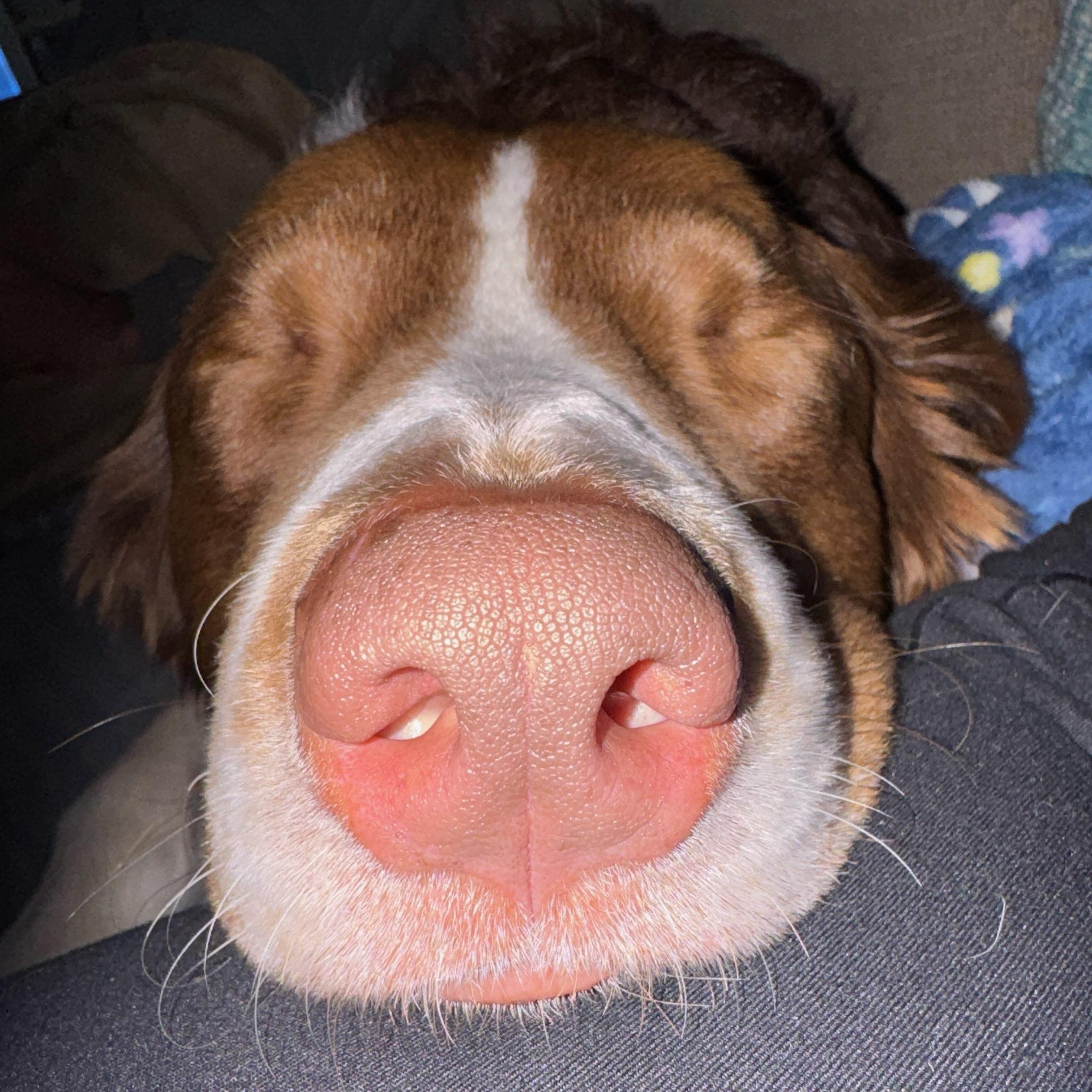 Enlarge Jasper, an adopted Australian Shepherd in Conway, SC image 3/4