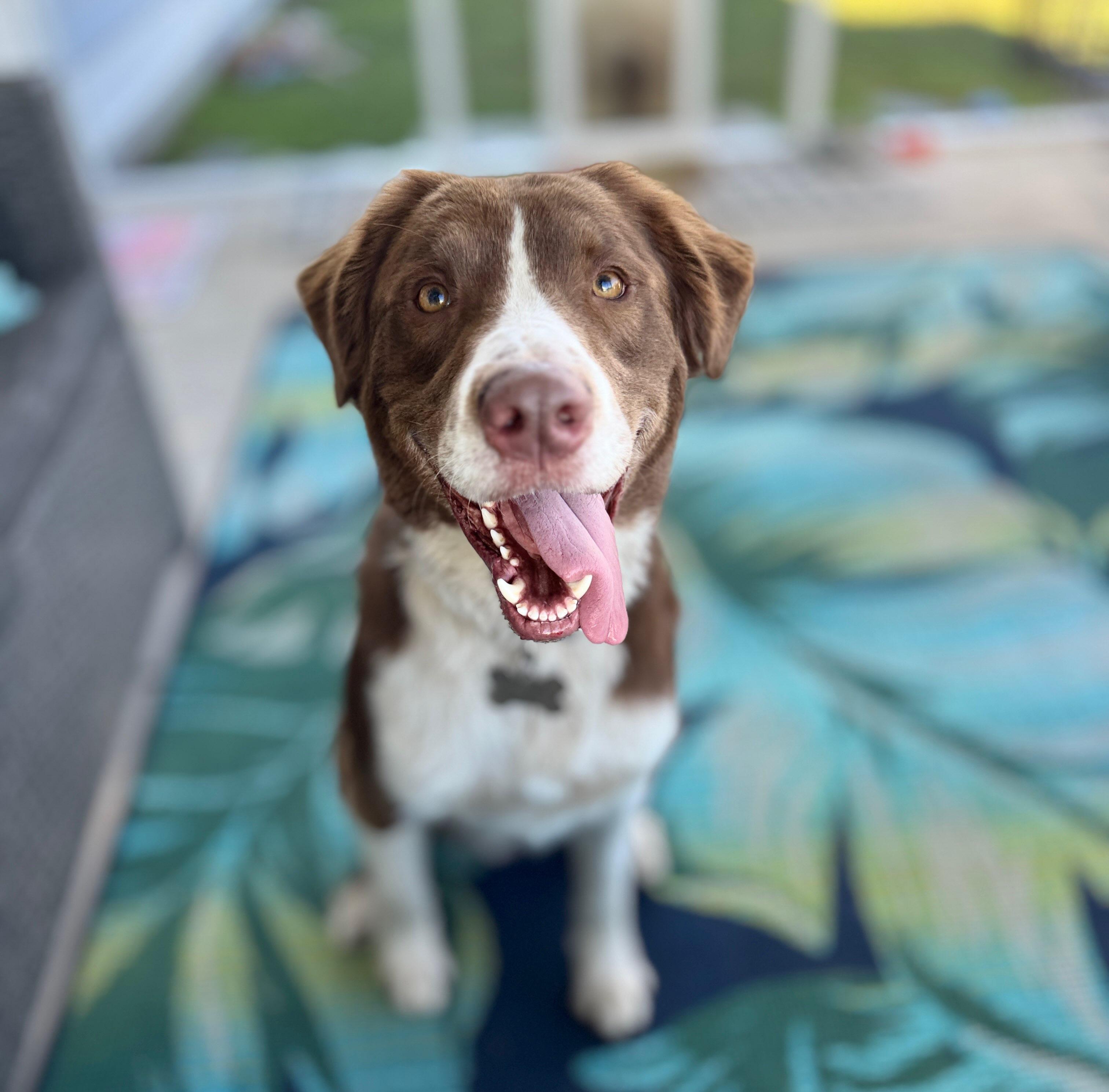 Enlarge Jasper, an adopted Australian Shepherd in Conway, SC image 2/4