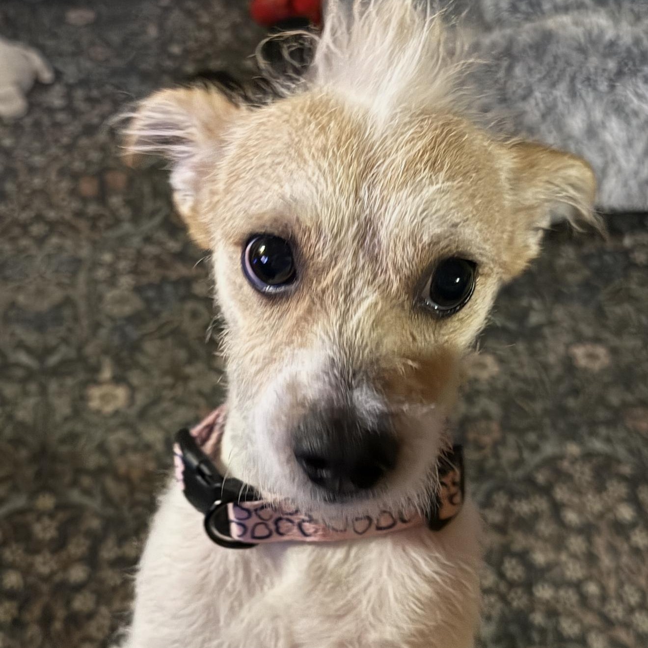 Enlarge Toby - The Darling Terrier, a Adoptable Jack Russell Terrier in Anaheim, CA image 2/3