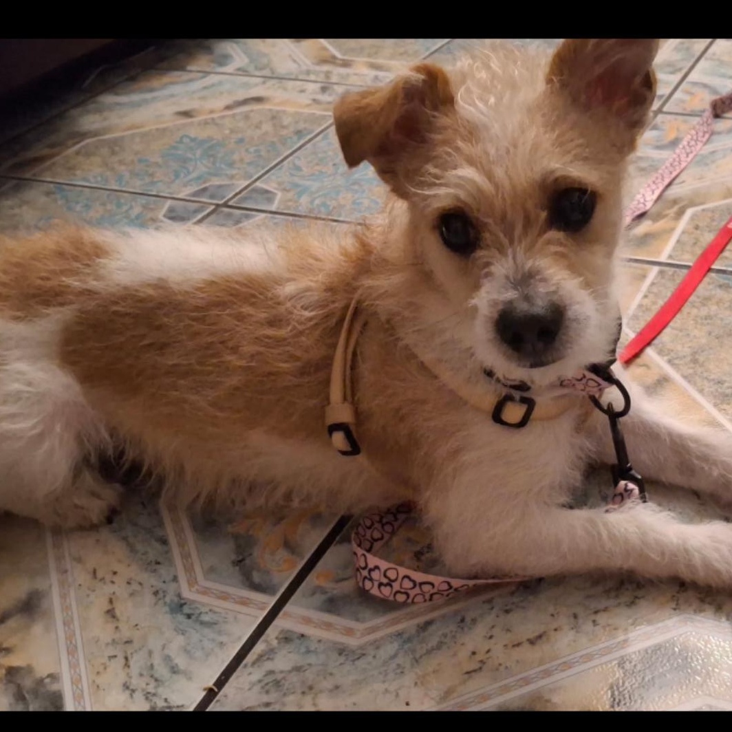 Enlarge Toby - The Darling Terrier, a Adoptable Jack Russell Terrier in Anaheim, CA image 3/3