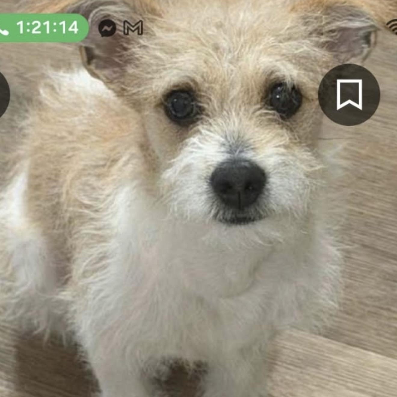 Enlarge Toby - The Darling Terrier, a Adoptable Jack Russell Terrier in Anaheim, CA image 1/3