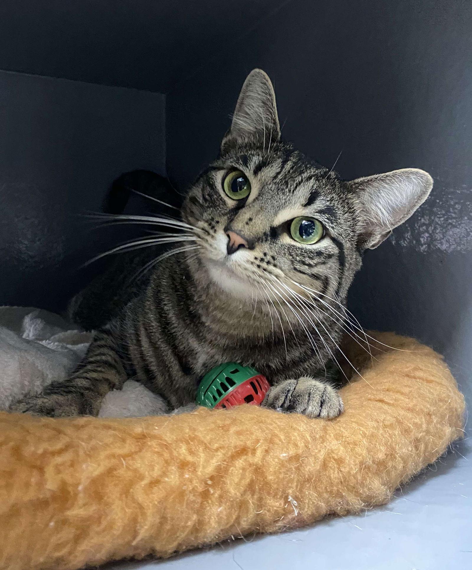 Calista, a Adoptable mixed breed in Magnolia Springs, AL image 2/3