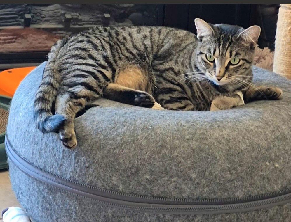 Calista, a Adoptable mixed breed in Magnolia Springs, AL image 3/3