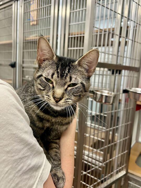 Enlarge Samuel L Catson, an adopted Domestic Short Hair in Maidens, VA image 2/3