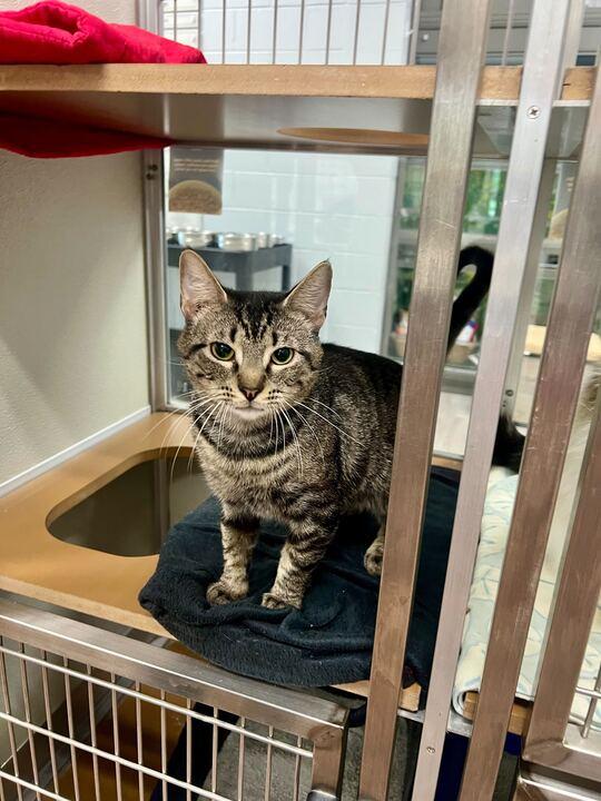 Enlarge Samuel L Catson, an adopted Domestic Short Hair in Maidens, VA image 1/3