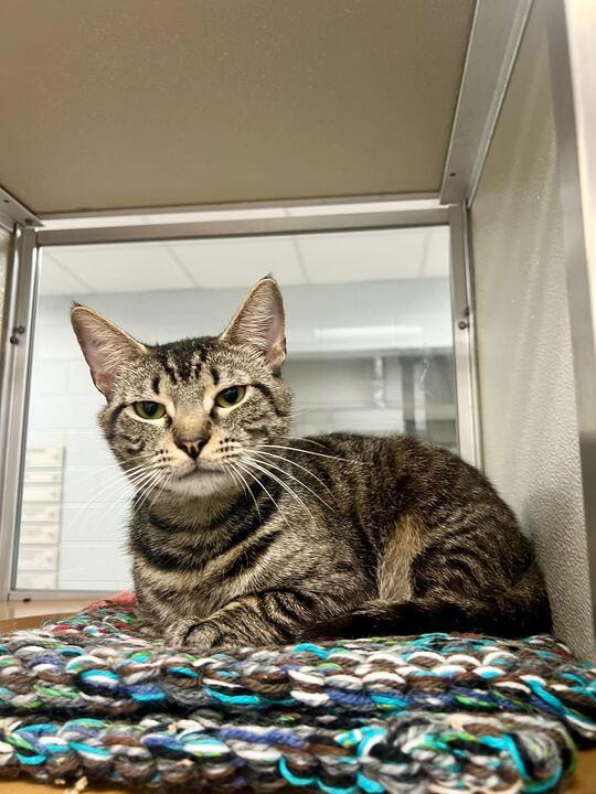 Enlarge Samuel L Catson, an adopted Domestic Short Hair in Maidens, VA image 3/3