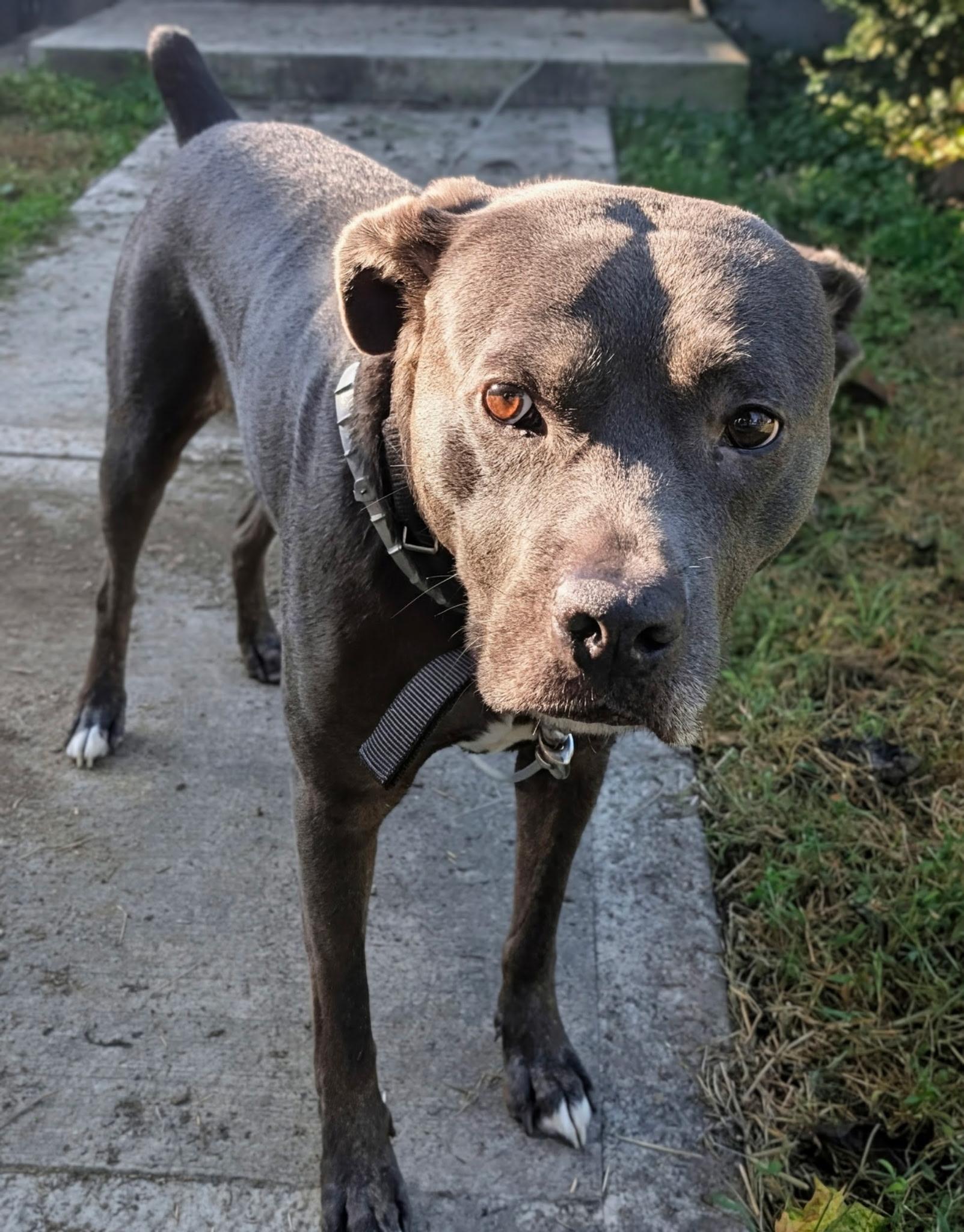 Beau, a Adoptable mixed breed in Mission, KS image 5/6