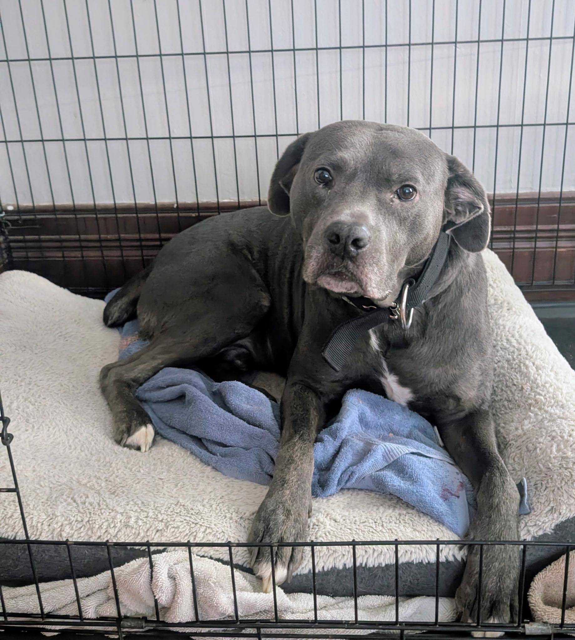 Beau, Adoptable, Young Male Labrador Retriever & Pit Bull Terrier.