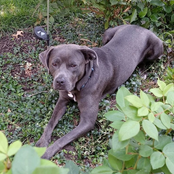 Beau, an adoptable Labrador Retriever, Pit Bull Terrier in Mission, KS, 66202 | Photo Image 2