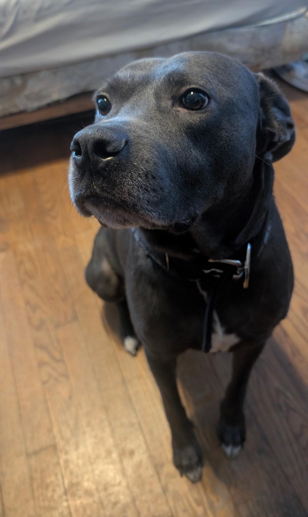 Beau, a Adoptable mixed breed in Mission, KS image 2/6