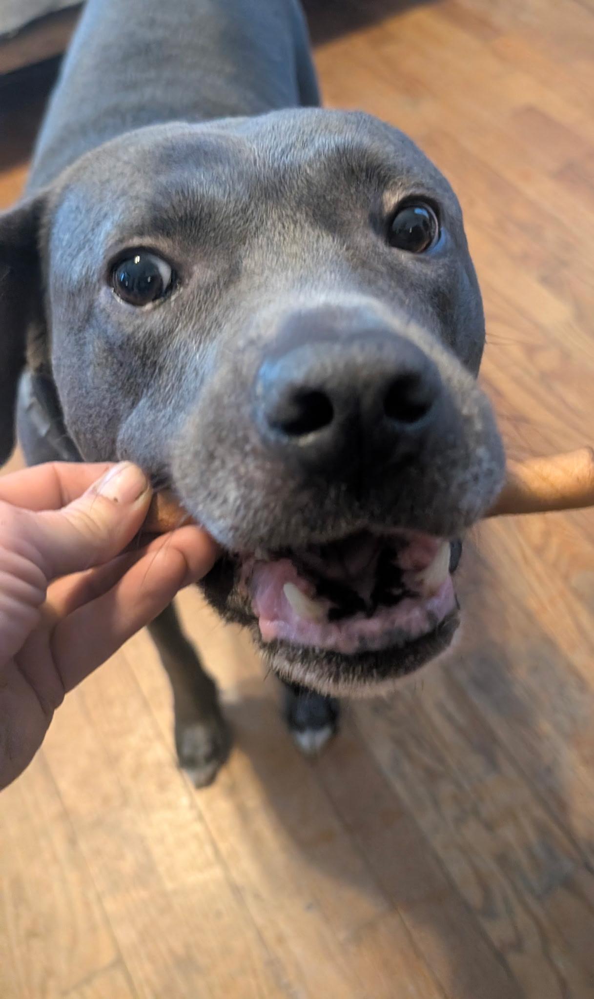 Beau, an adoptable Labrador Retriever, Pit Bull Terrier in Mission, KS, 66202 | Photo Image 1
