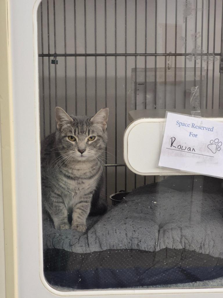 Rowan, Adoptable, Young Male Domestic Short Hair.