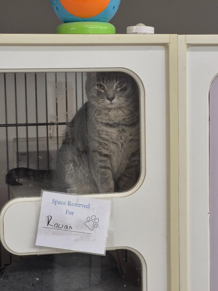 Enlarge Rowan, a Adoptable mixed breed in Cincinnati, OH image 2/3