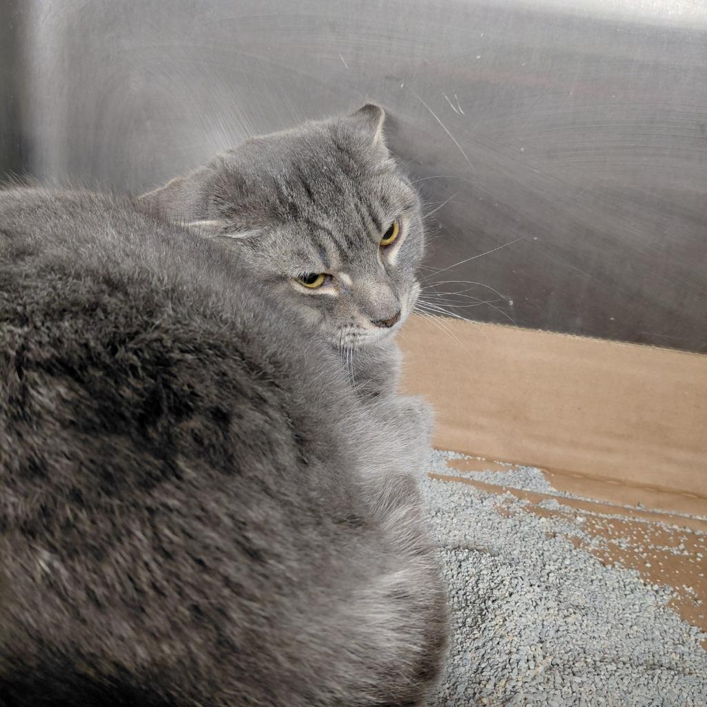 Enlarge Rowan, a Adoptable mixed breed in Cincinnati, OH image 1/1