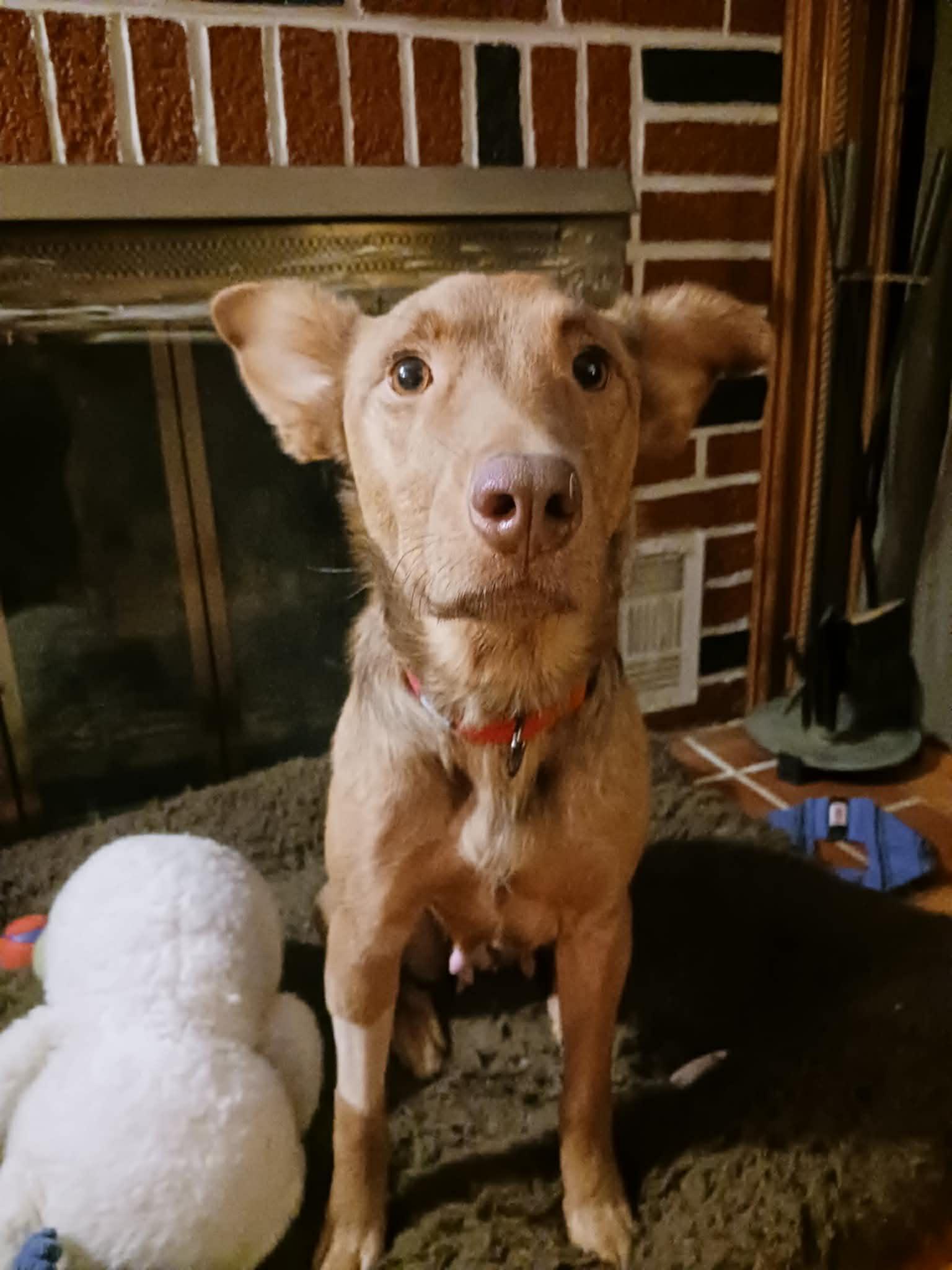 ZOIE, Adoptable, Adult Female Australian Shepherd.