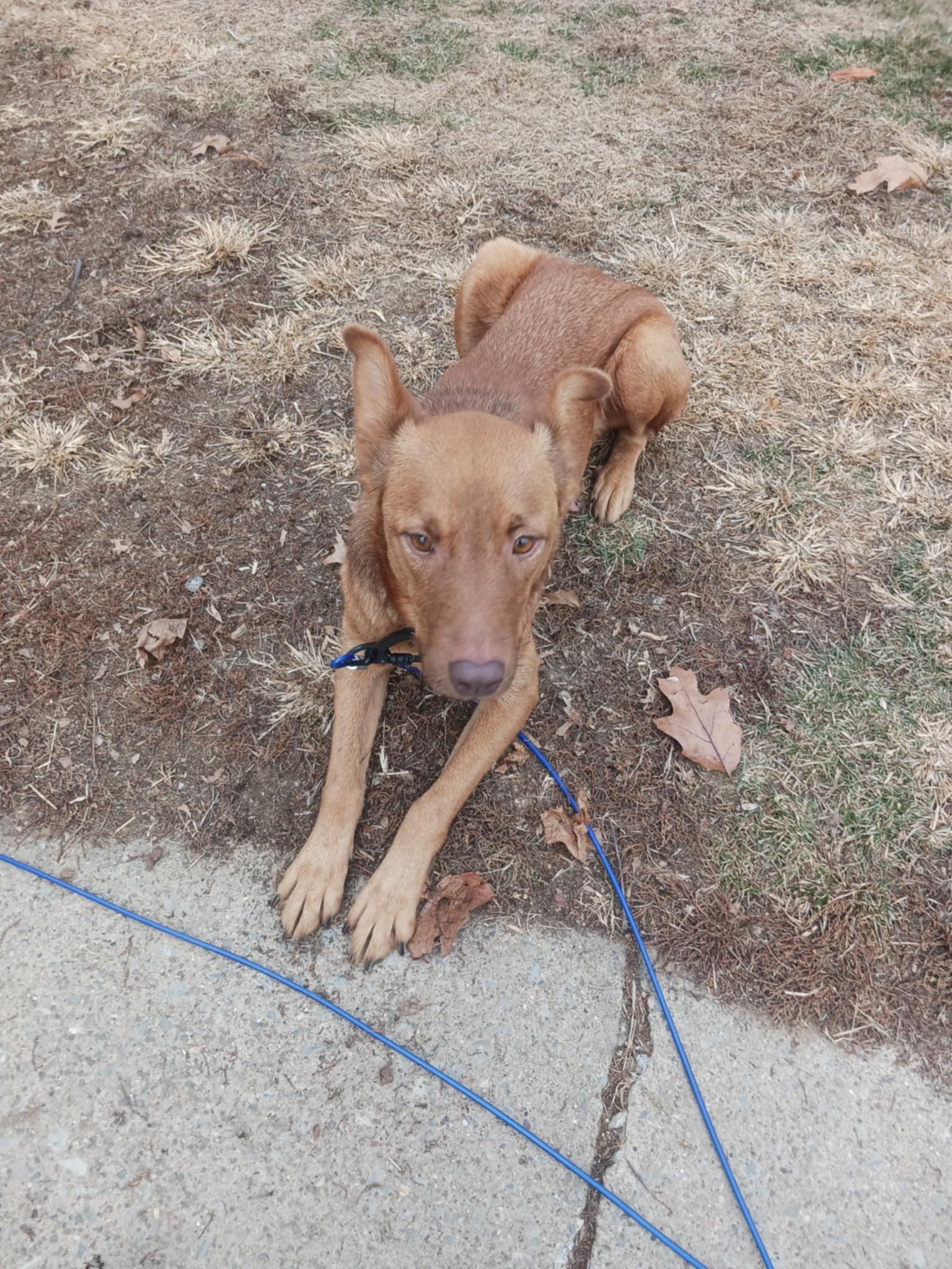 Enlarge ZOIE, a Adoptable Australian Shepherd in Mechanicsburg, PA image 1/3