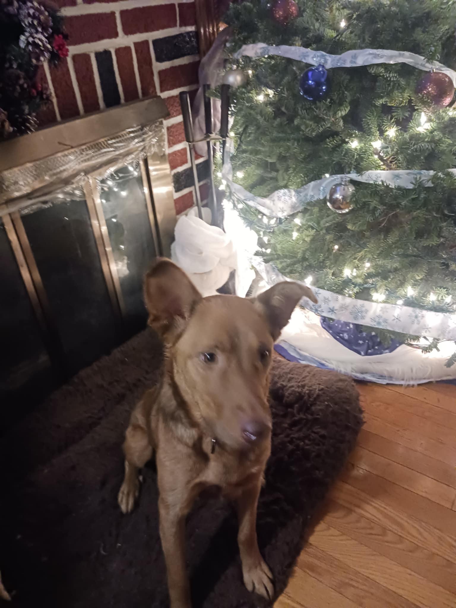 Enlarge ZOIE, a Adoptable Australian Shepherd in Mechanicsburg, PA image 2/3