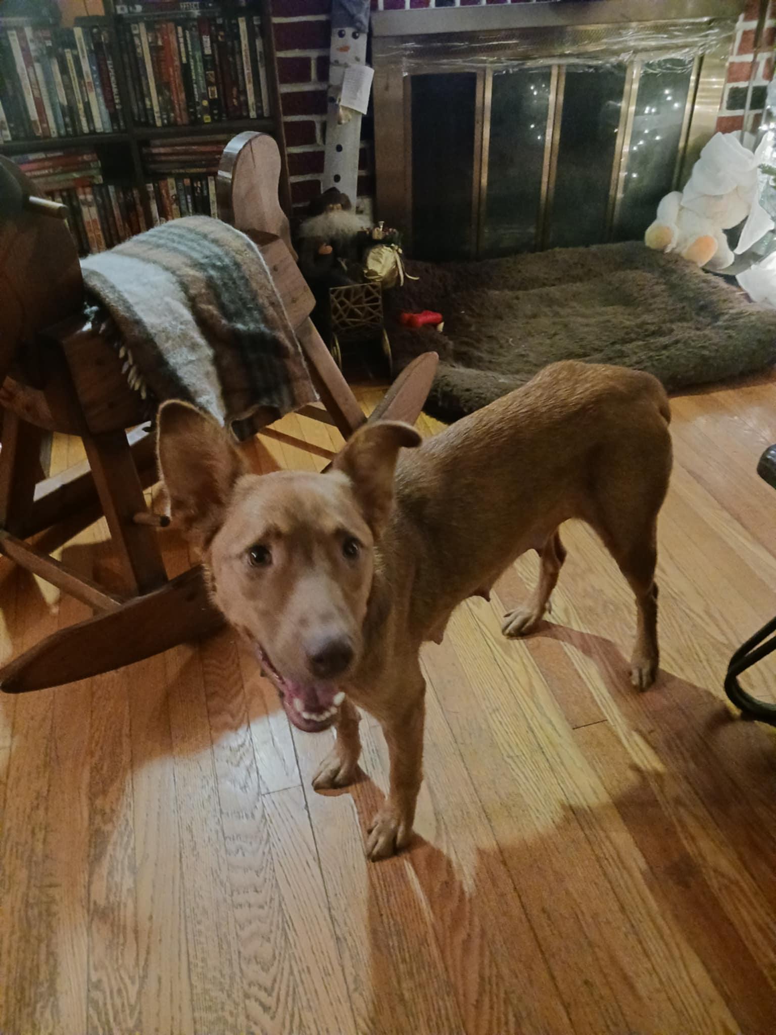 Enlarge ZOIE, a Adoptable Australian Shepherd in Mechanicsburg, PA image 3/3