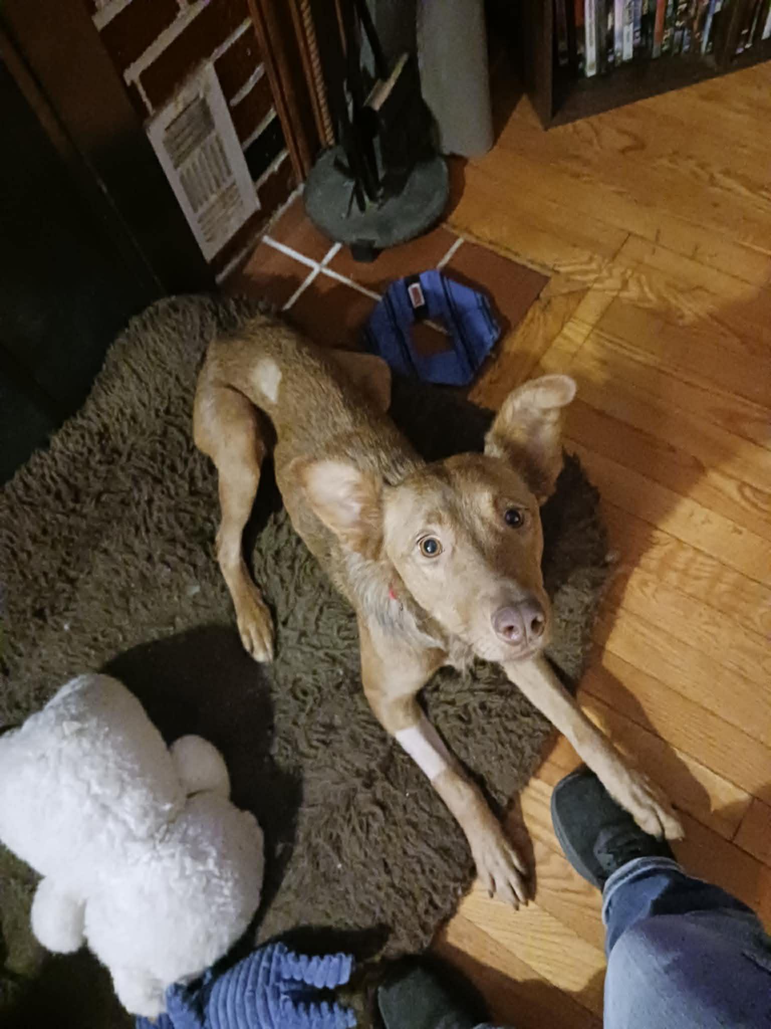 Enlarge ZOIE, a Adoptable Australian Shepherd in Mechanicsburg, PA image 3/3