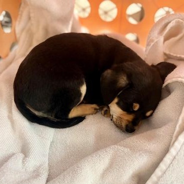 Roco, adopted, Puppy Male Chihuahua & Terrier.