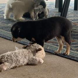 Enlarge Roco, an adopted mixed breed in Renton, WA image 6/6