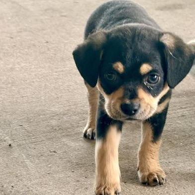 Enlarge Roco, an adopted mixed breed in Renton, WA image 2/6