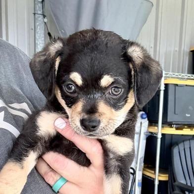 Enlarge Roco, an adopted mixed breed in Renton, WA image 4/6