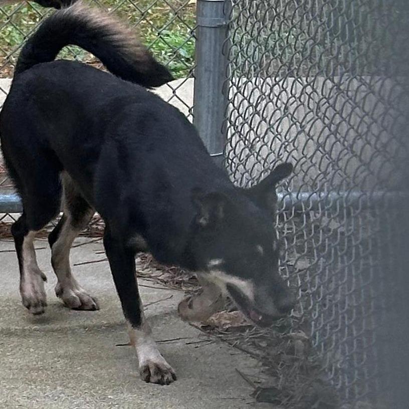 ELM 39 (Sheba), Adoptable, Adult Female Mixed Breed.