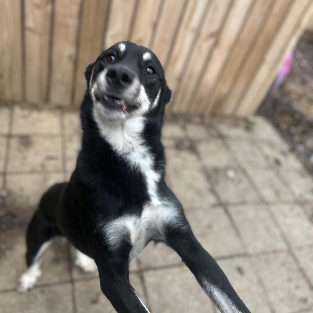 ELM 39 (Sheba), a Adoptable Mixed Breed in Gadsden, AL image 3/6