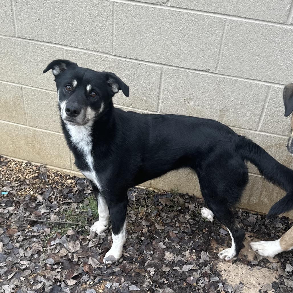 ELM 39 (Sheba), a Adoptable Mixed Breed in Gadsden, AL image 4/6