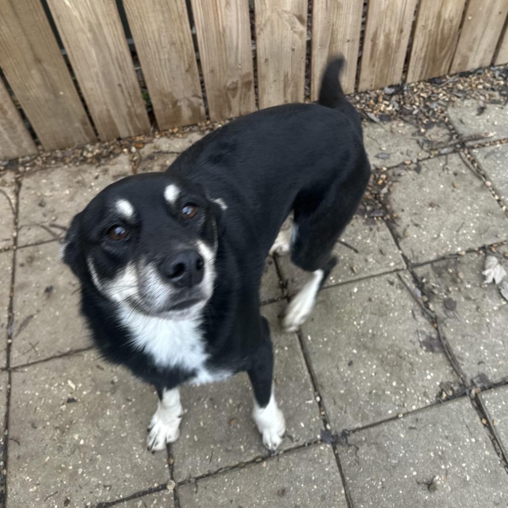 ELM 39 (Sheba), a Adoptable Mixed Breed in Gadsden, AL image 6/6