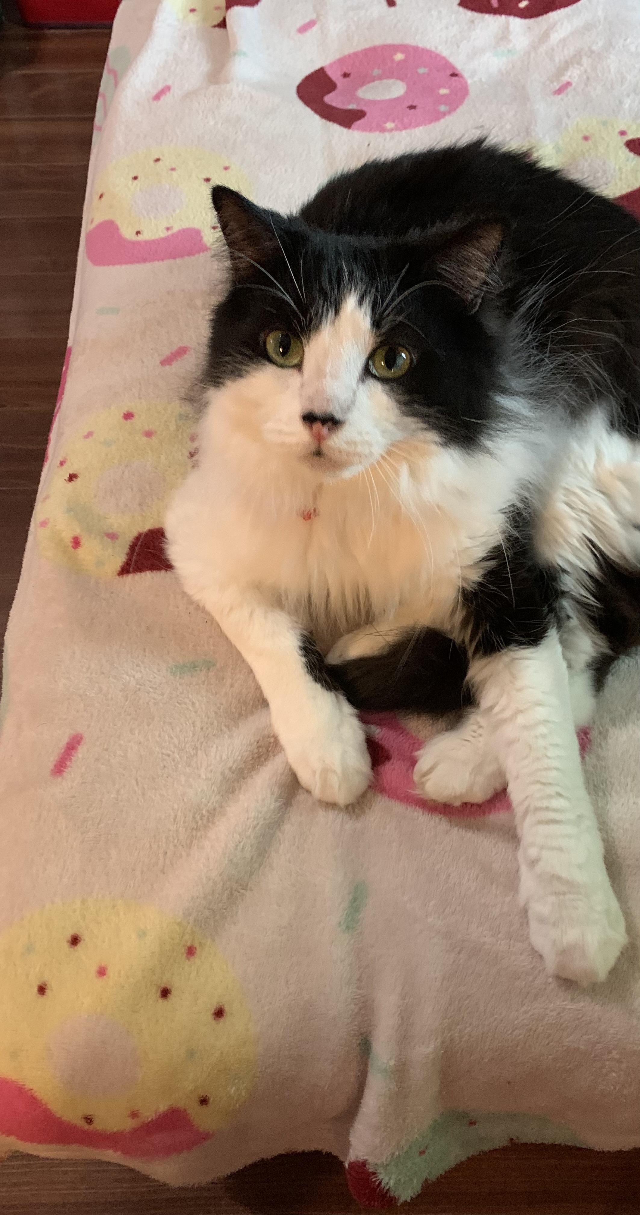 Clyde (CO), a Adoptable Domestic Medium Hair image 1/4