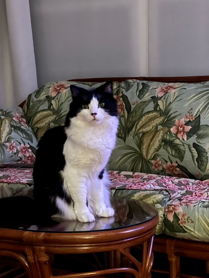 Clyde (CO), a Adoptable Domestic Medium Hair image 2/4