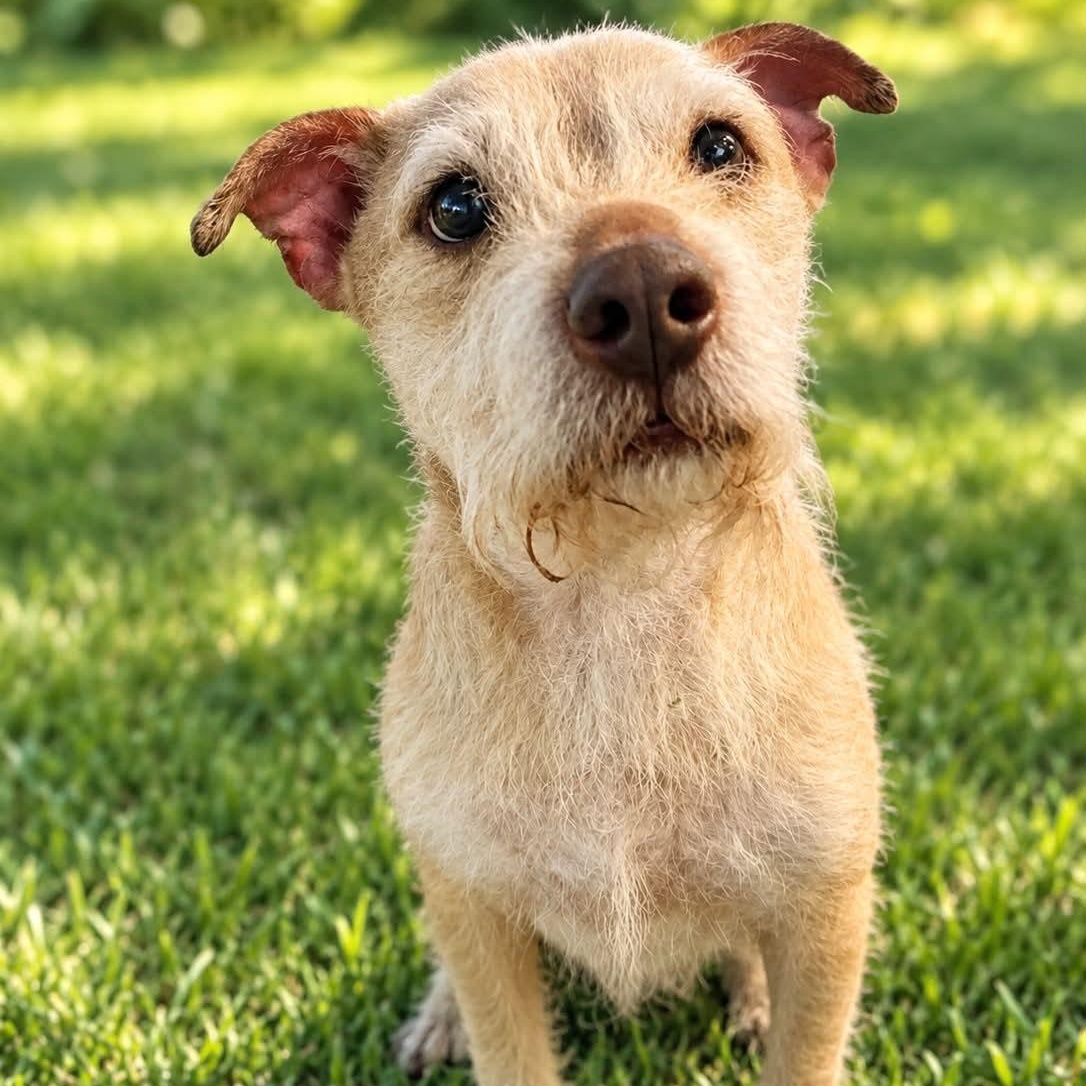 Enlarge THEO, a Adoptable mixed breed in Largo, FL image 1/6