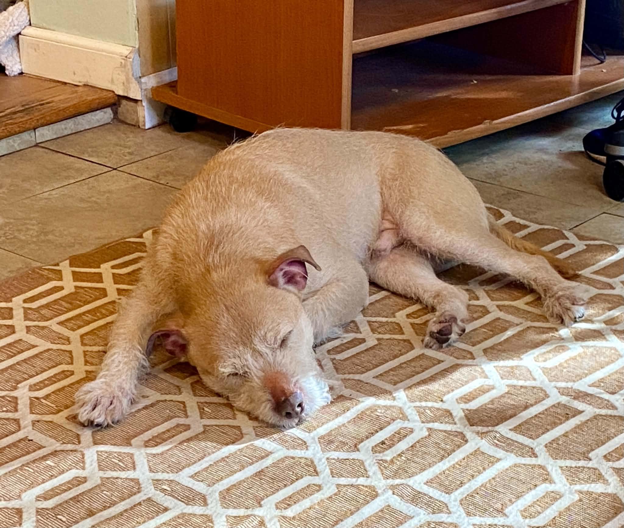 Enlarge THEO, a Adoptable mixed breed in Largo, FL image 6/6