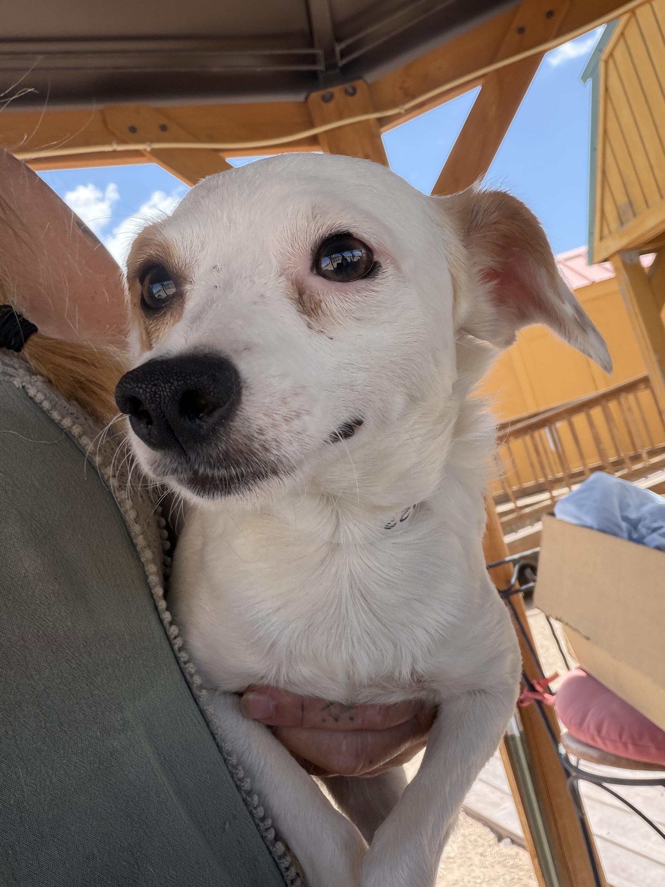 Endie, ADOPTABLE, Young Male Chihuahua & Jack Russell Terrier.