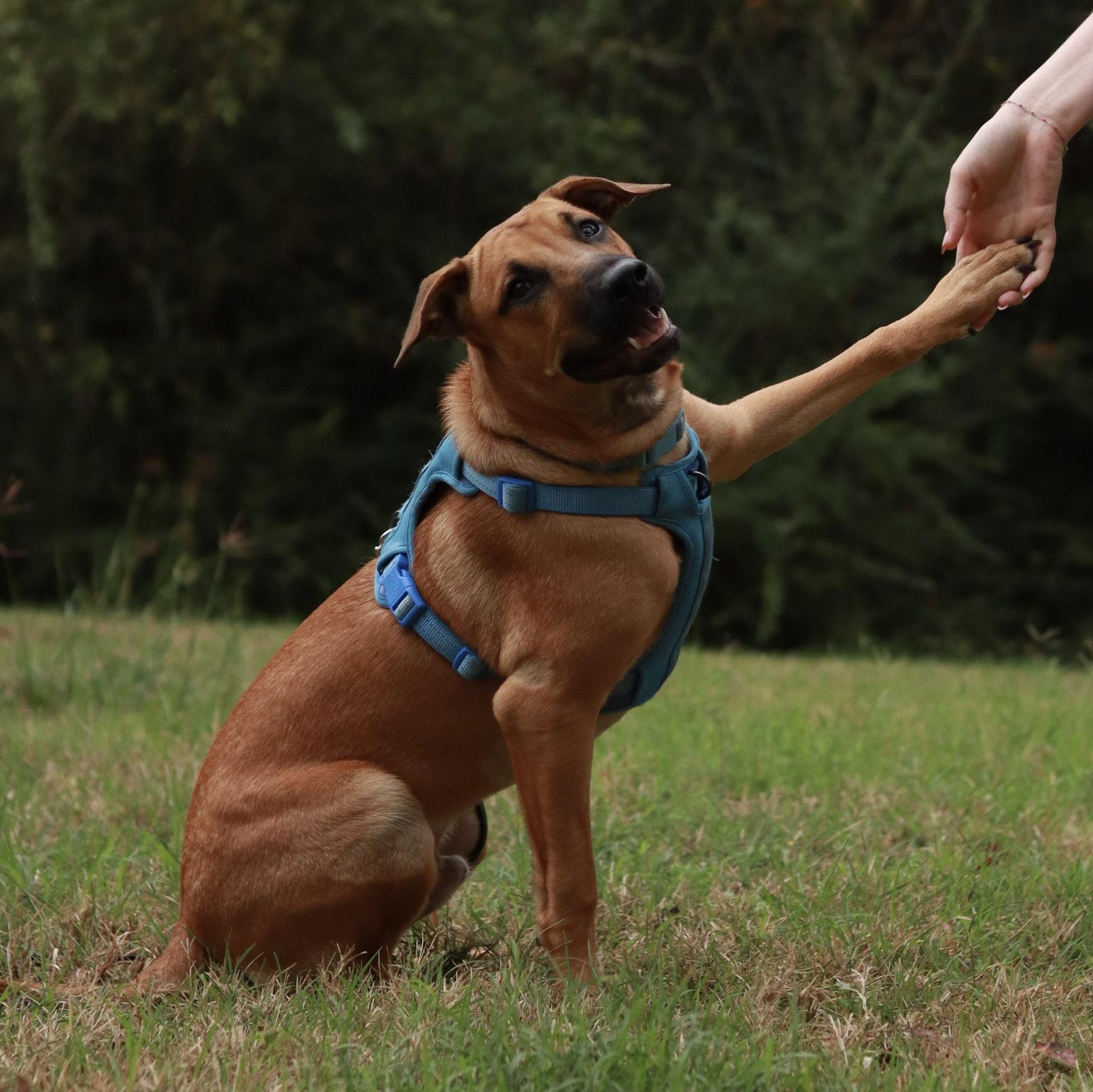 Chicago, a Adoptable mixed breed in Bryan, TX image 1/5