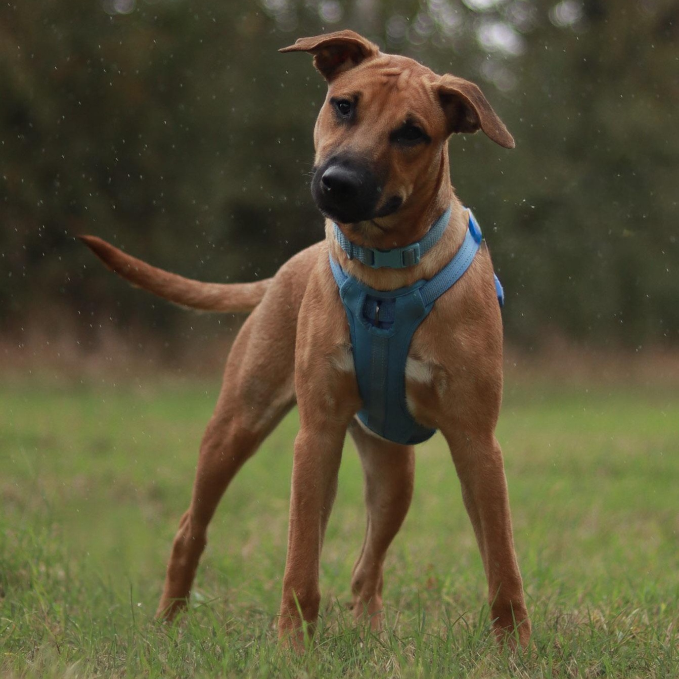 Chicago, a Adoptable mixed breed in Bryan, TX image 2/5