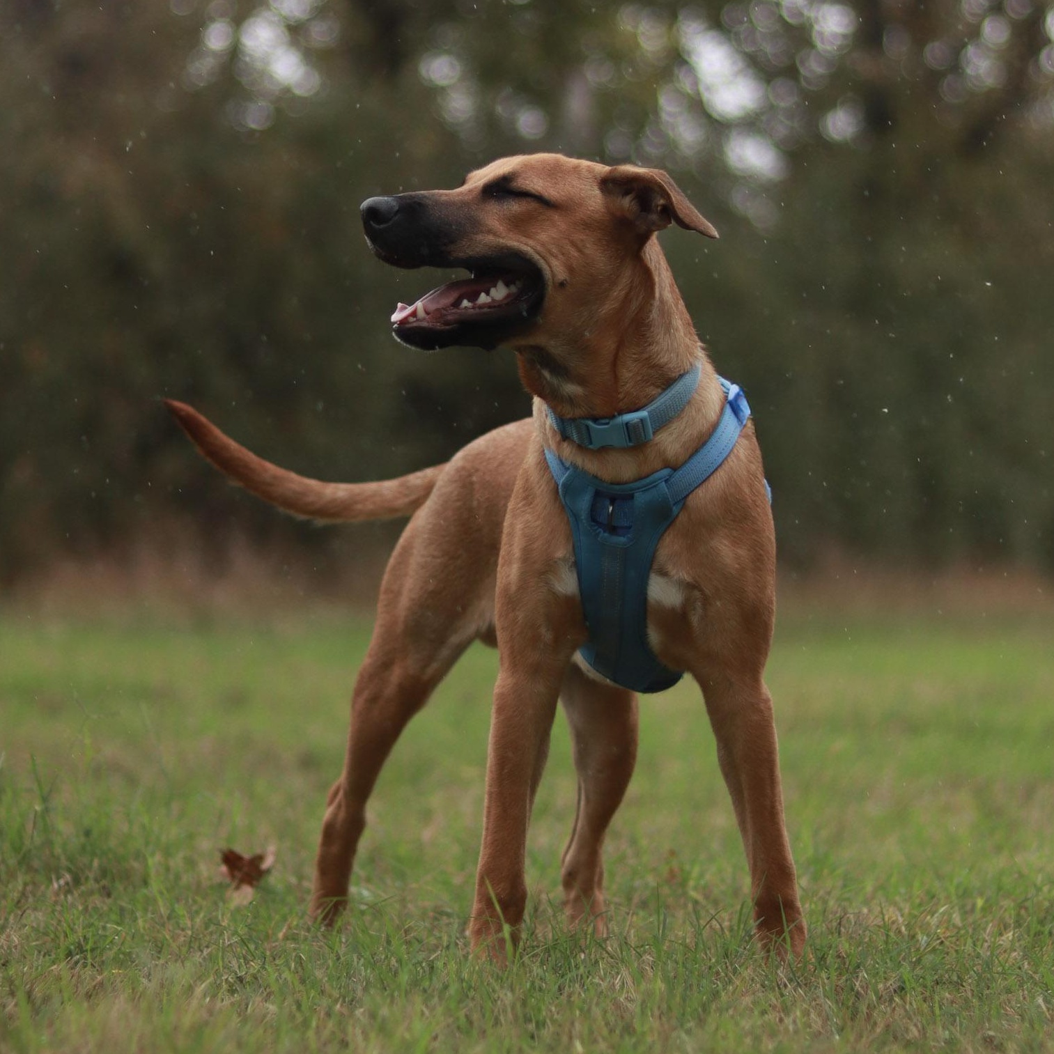 Chicago, a Adoptable mixed breed in Bryan, TX image 3/5