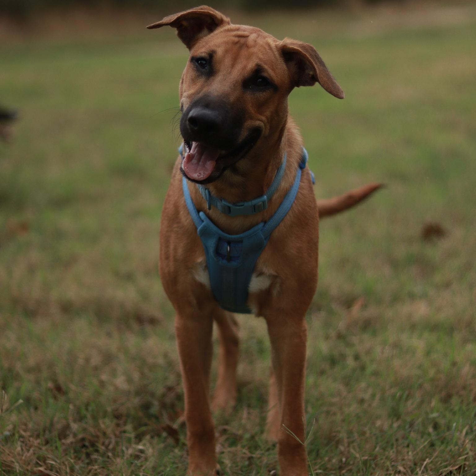 Chicago, a Adoptable mixed breed in Bryan, TX image 4/5
