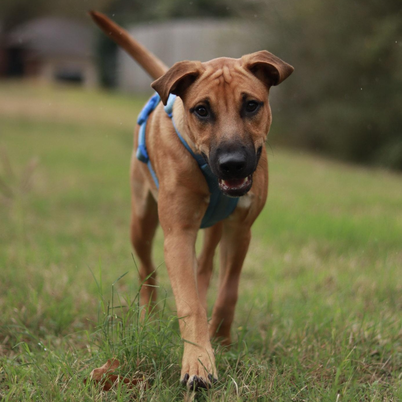 Chicago, a Adoptable mixed breed in Bryan, TX image 5/5