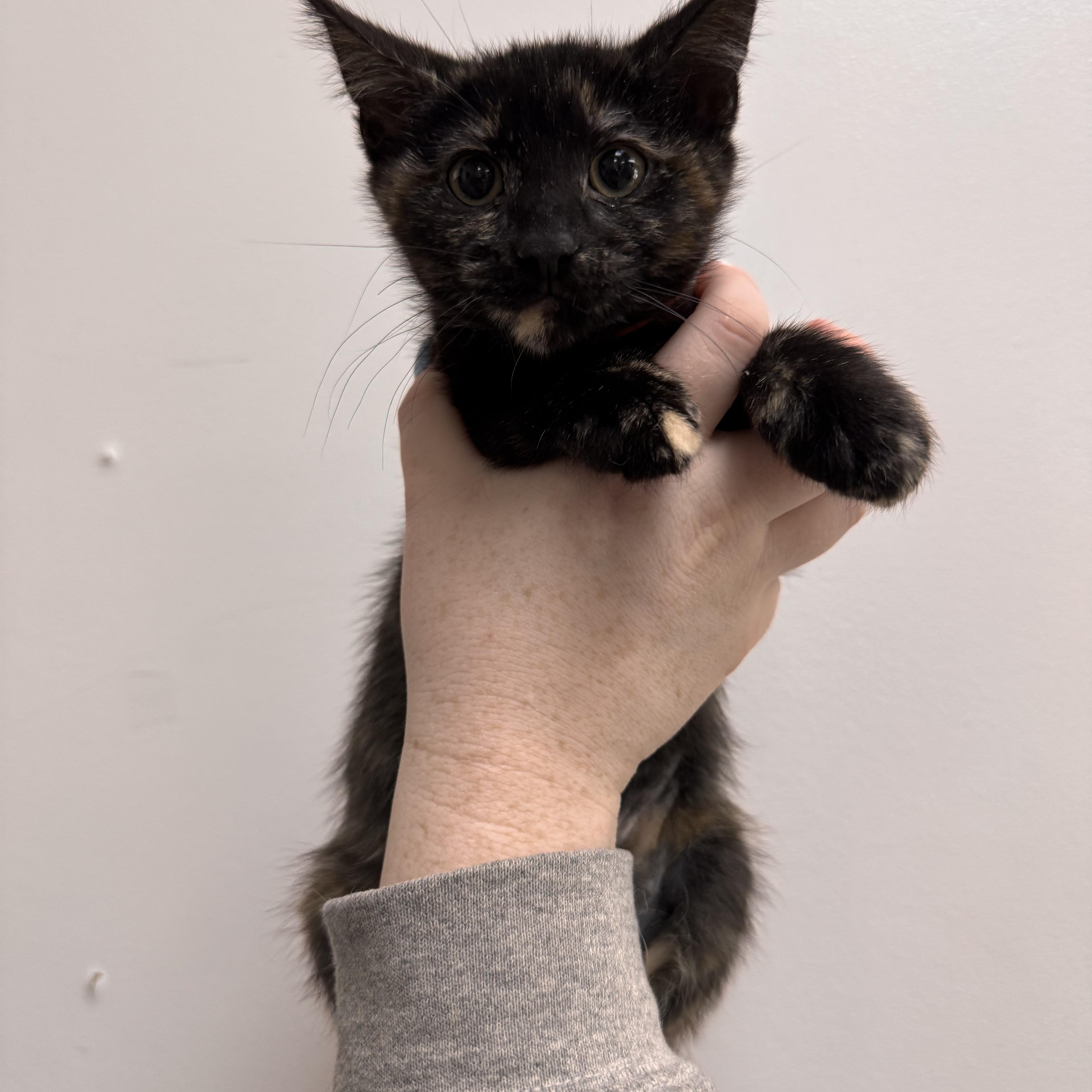 Blanche, Adoptable, Kitten Female Tortoiseshell.
