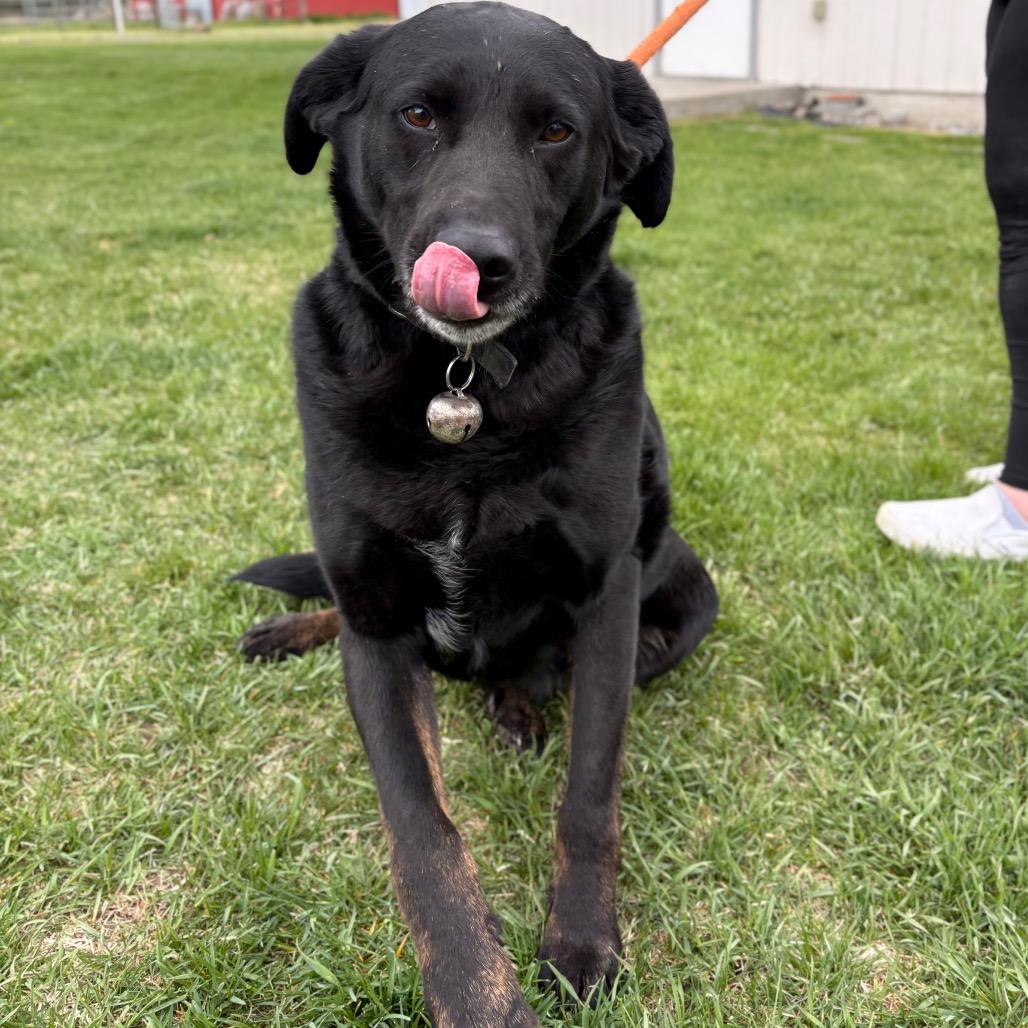 Havi, Adoptable, Adult Male Mixed Breed.