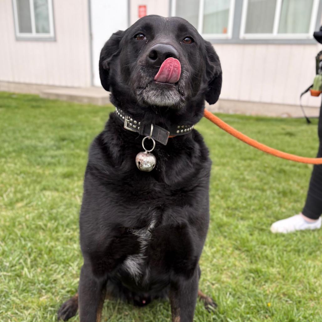 Enlarge Havi, a Adoptable Mixed Breed in Spokane, WA image 2/6