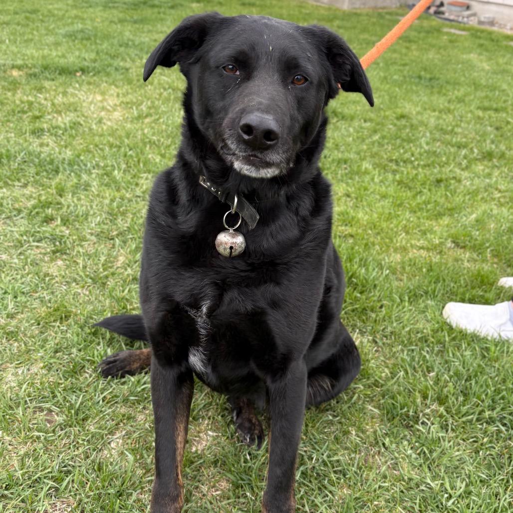 Enlarge Havi, a Adoptable Mixed Breed in Spokane, WA image 3/6