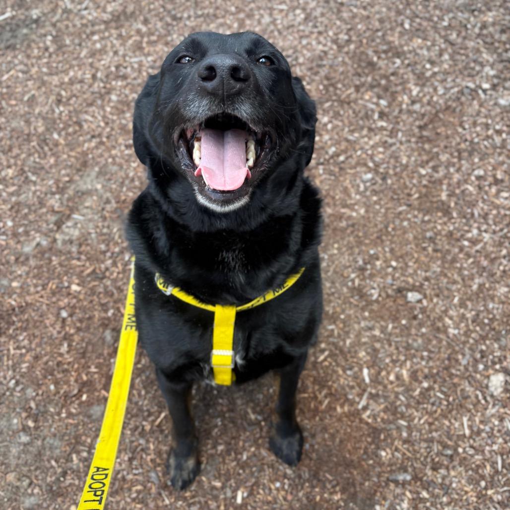 Enlarge Havi, a Adoptable Mixed Breed in Spokane, WA image 5/6