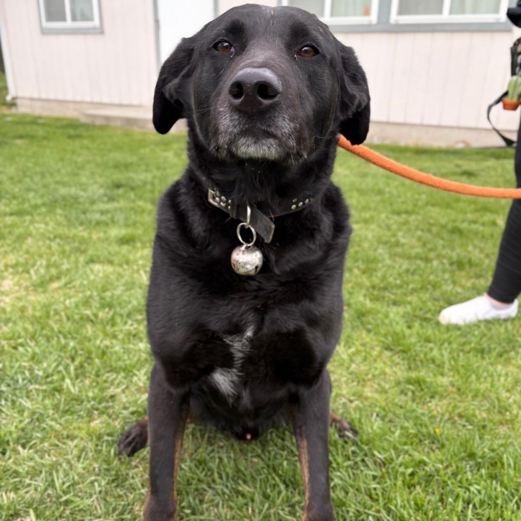 Enlarge Havi, a Adoptable Mixed Breed in Spokane, WA image 6/6